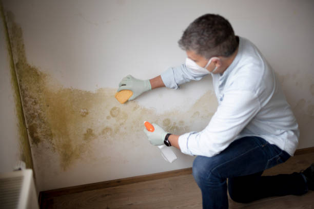 Best Industrial Mold Remediation  in Kinder, LA